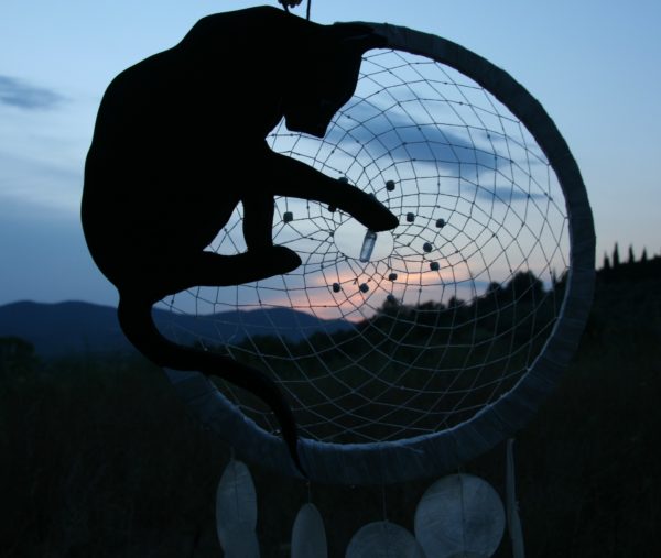 IL GATTO E LA LUNA - immagine 3